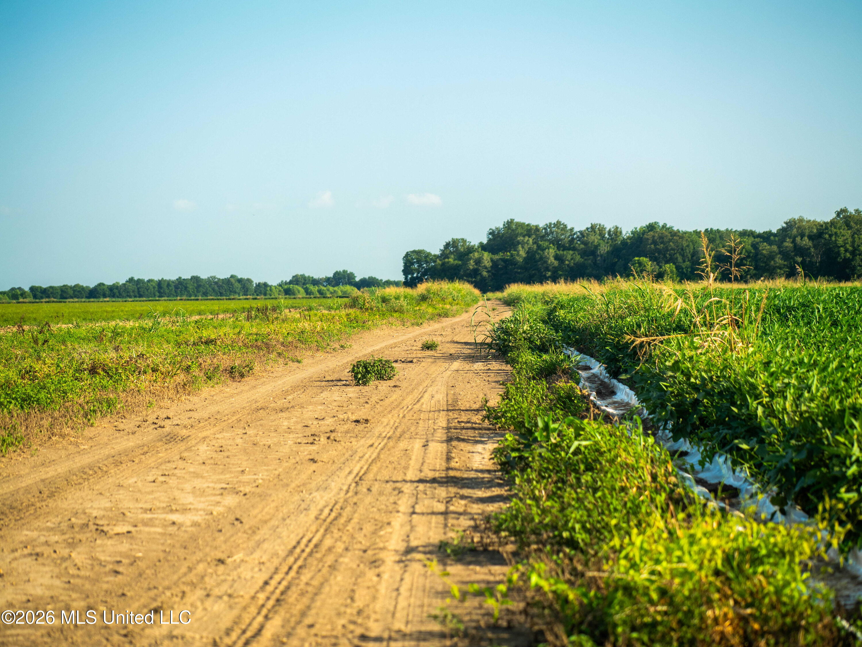 West Sturdivant White Rock Road Drew, MS 38737 - Photo 9 of 25 P1016179