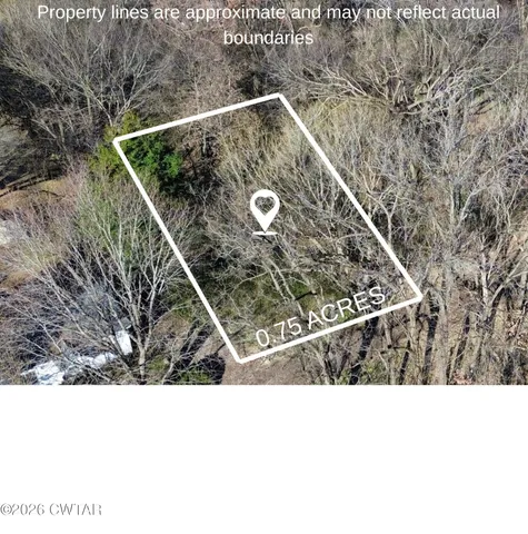 a black and white photo of a tree