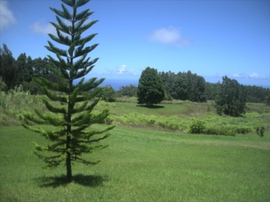 41-1471 Homestead Road Paauilo, HI 96776 - Photo 18 of 18 Gallery Image 18
