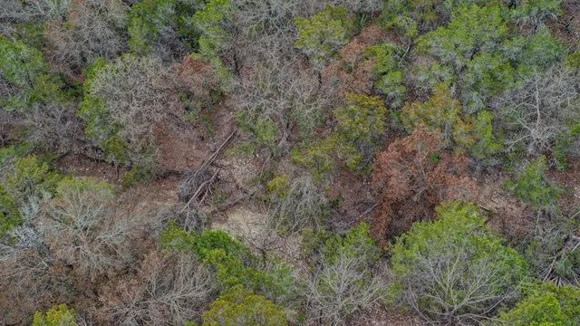 a view of a forest with lots of trees