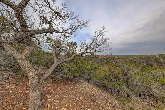 a view of a yard with a tree