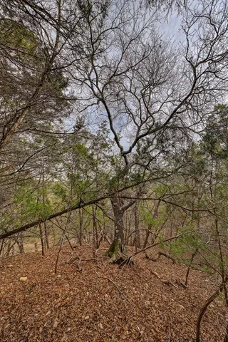 a view of mountain view with a tree