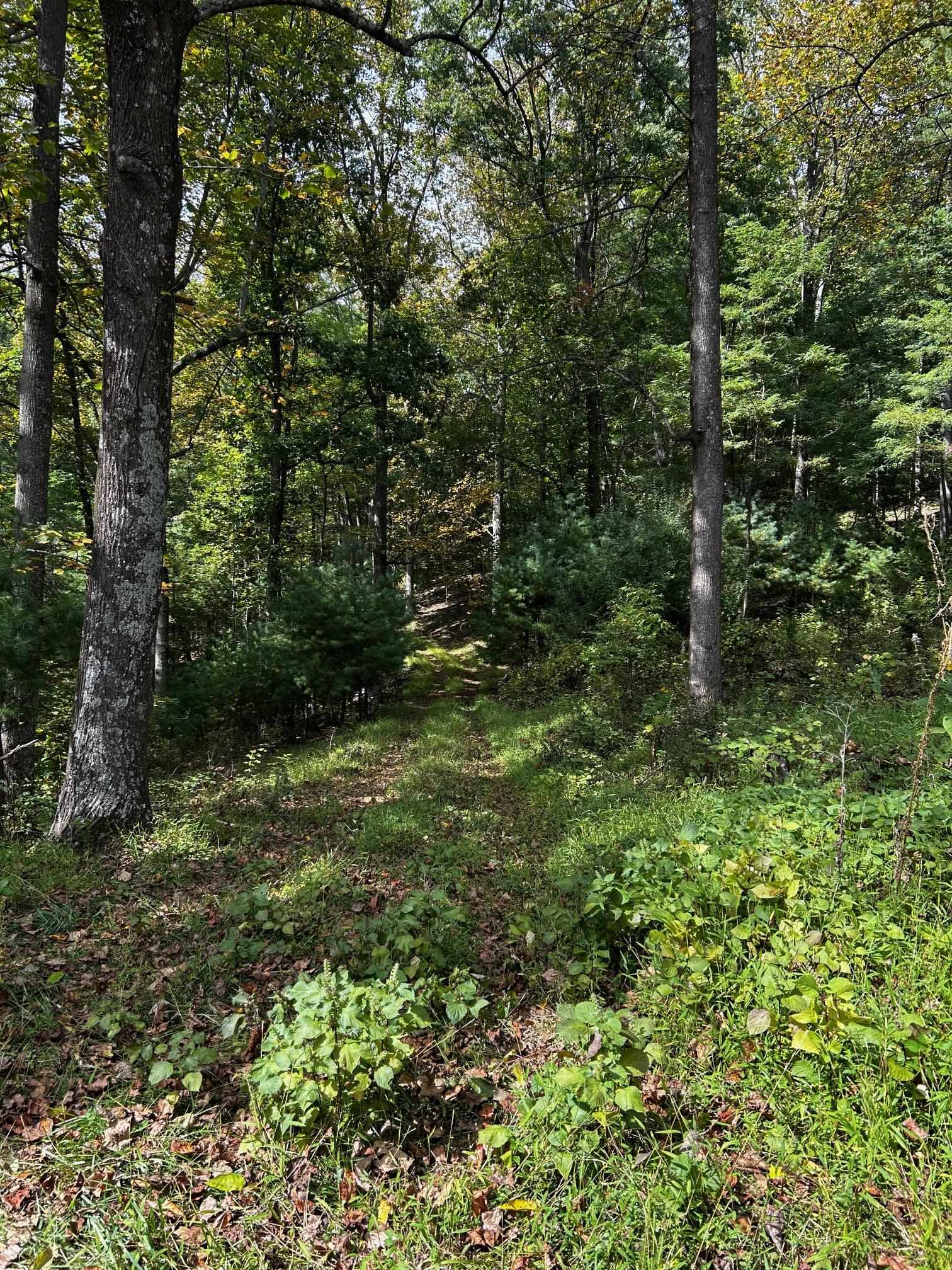 a big yard with lots of green space and deers