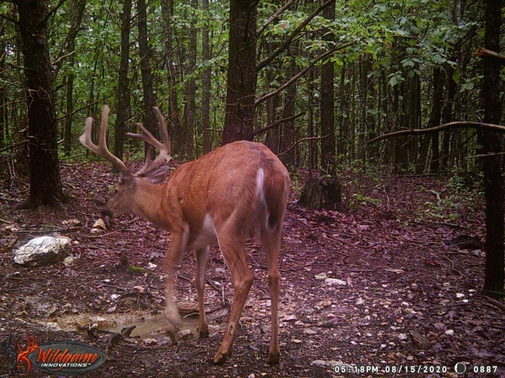 Rocky Branch Road Luray, VA 22835 - Photo 11 of 14 a view of a yard covered with trees