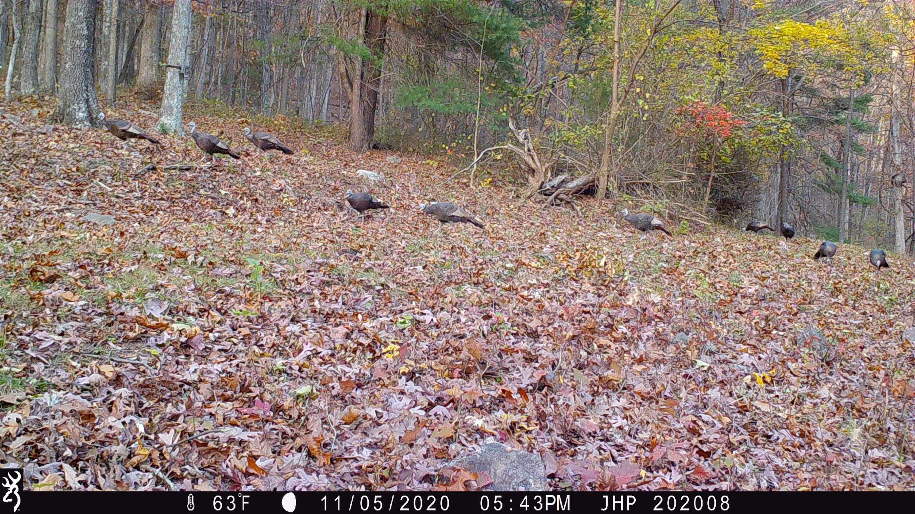 Rocky Branch Road Luray, VA 22835 - Photo 12 of 14 a view of a backyard of the house