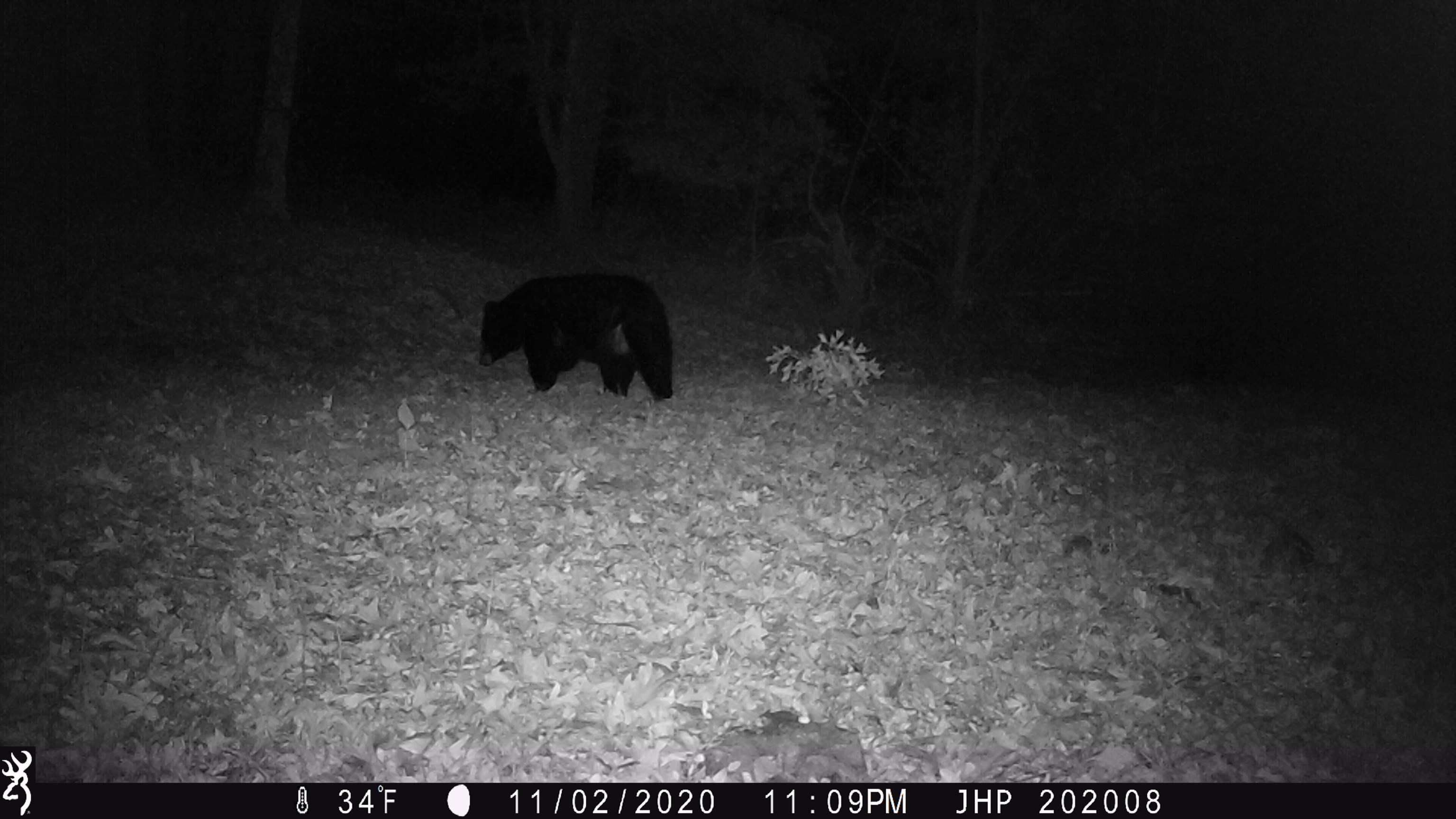Rocky Branch Road Luray, VA 22835 - Photo 13 of 14