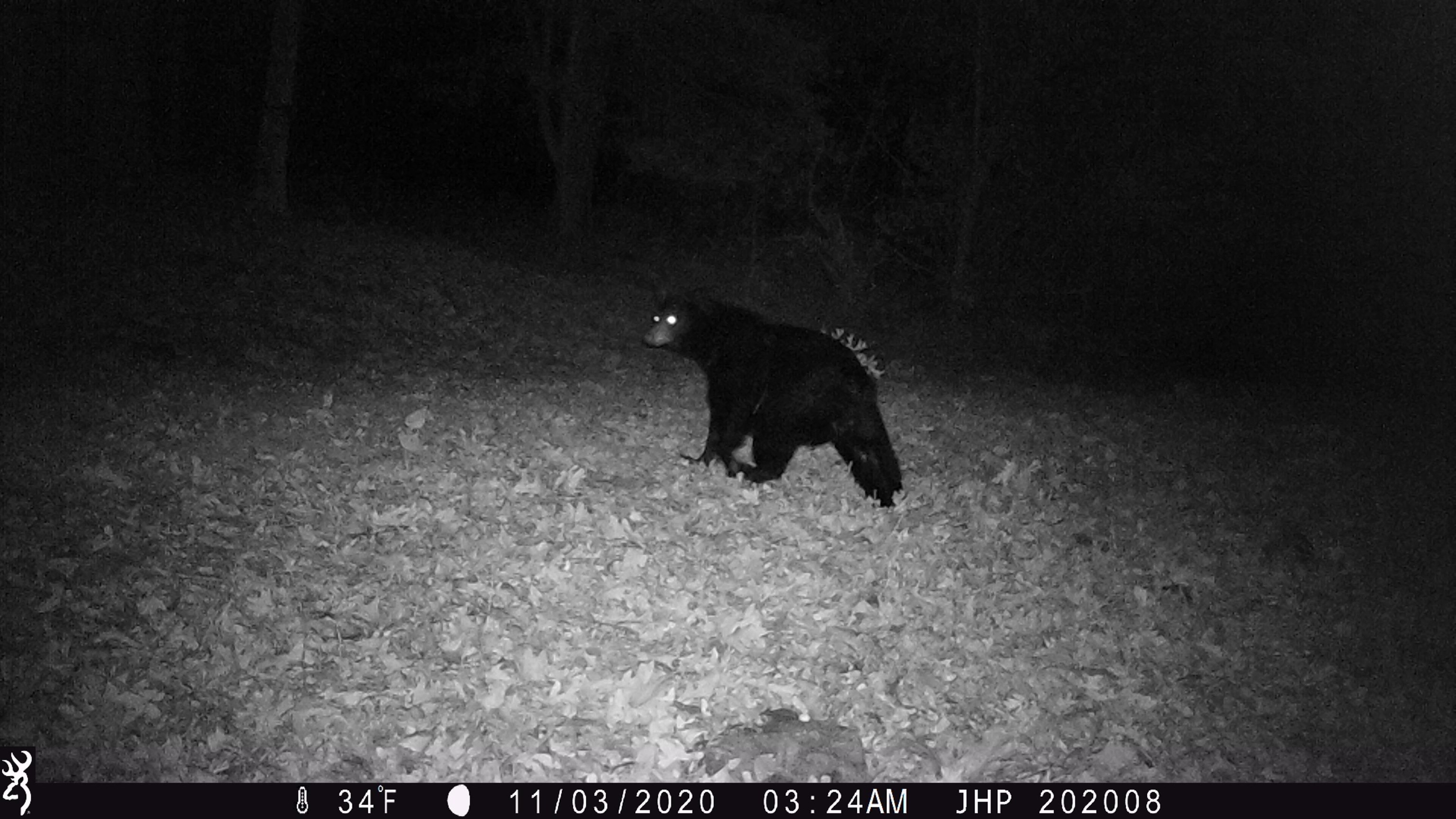 Rocky Branch Road Luray, VA 22835 - Photo 14 of 14