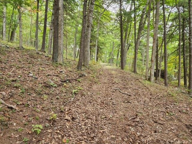 Rocky Branch Road Luray, VA 22835 - Photo 3 of 14 a big yard with lots of green space and trees