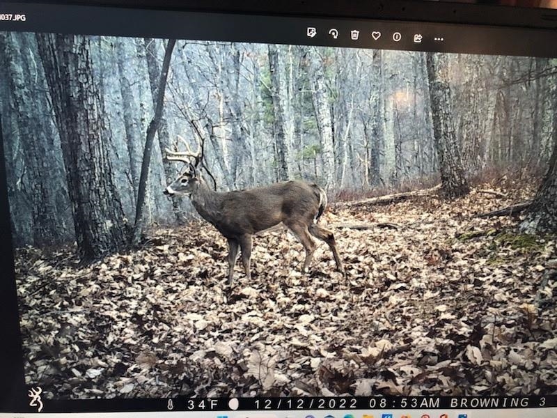 Rocky Branch Road Luray, VA 22835 - Photo 9 of 14 a closeup of a window