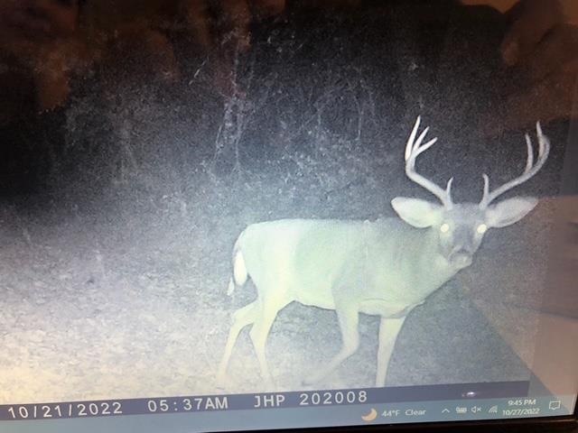 Rocky Branch Road Luray, VA 22835 - Photo 10 of 14 a view of dining room