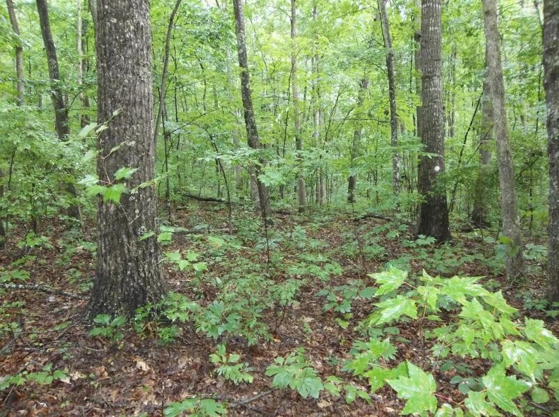 325 Valley View Road Crossville, TN 38572 - Photo 3 of 7 Gallery Image 3