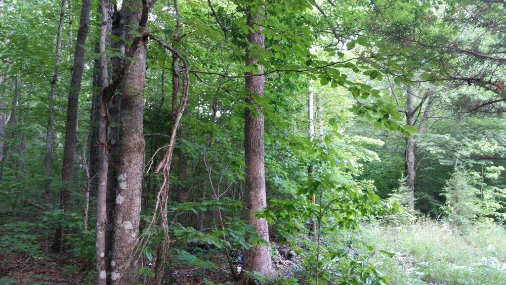 325 Valley View Road Crossville, TN 38572 - Photo 5 of 7 Gallery Image 5