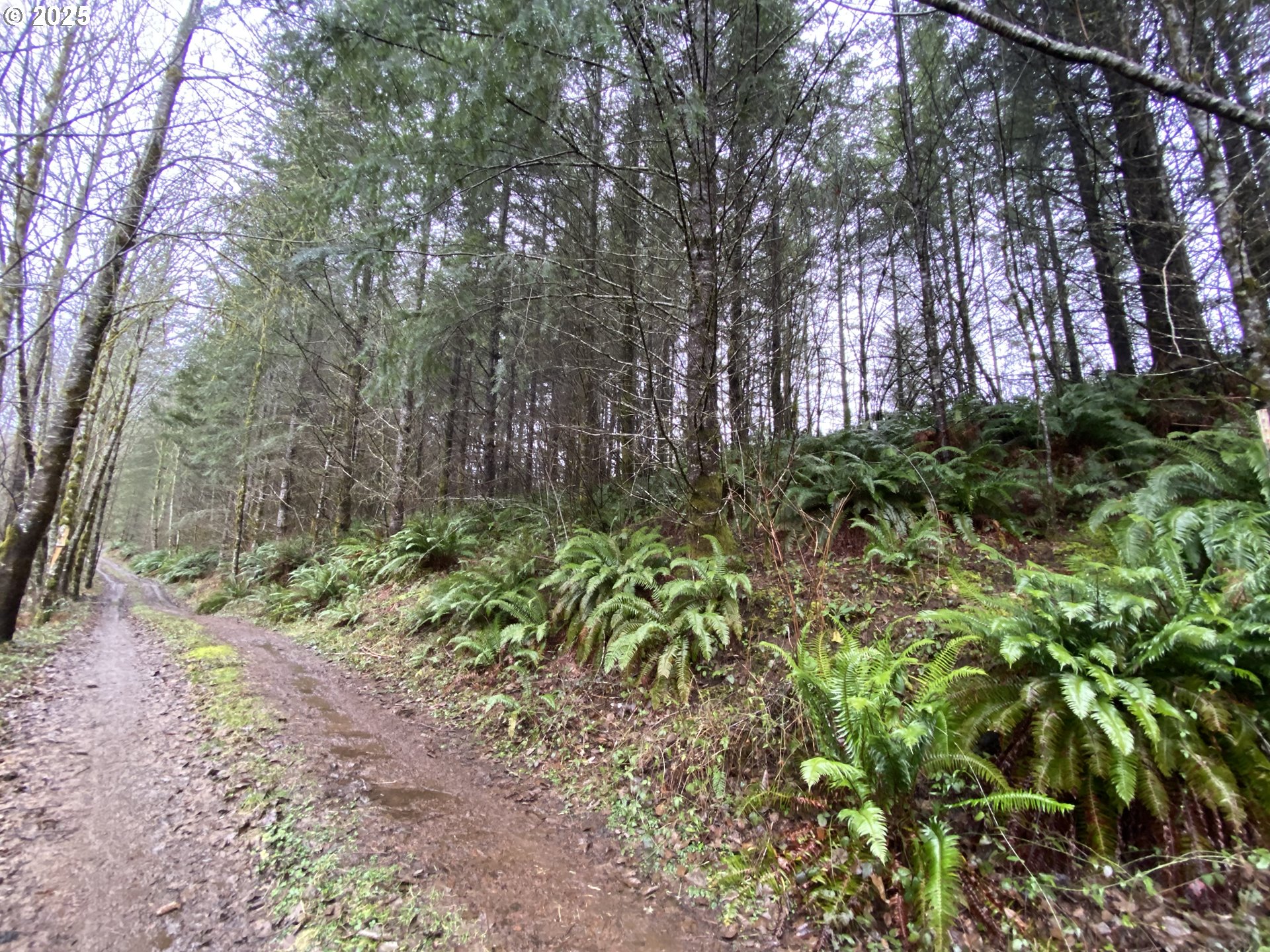 0 Northeast Buncombe Hollow Road Woodland, WA 98674 - Photo 3 of 7
