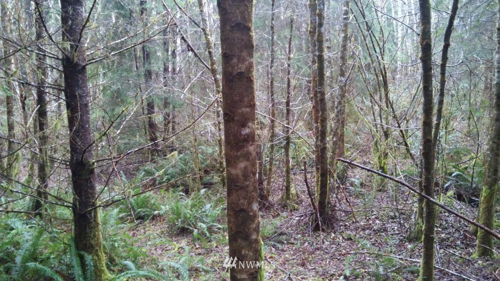 0 Logging Road Aberdeen, WA 98520 - Photo 3 of 9 Gallery Image 3