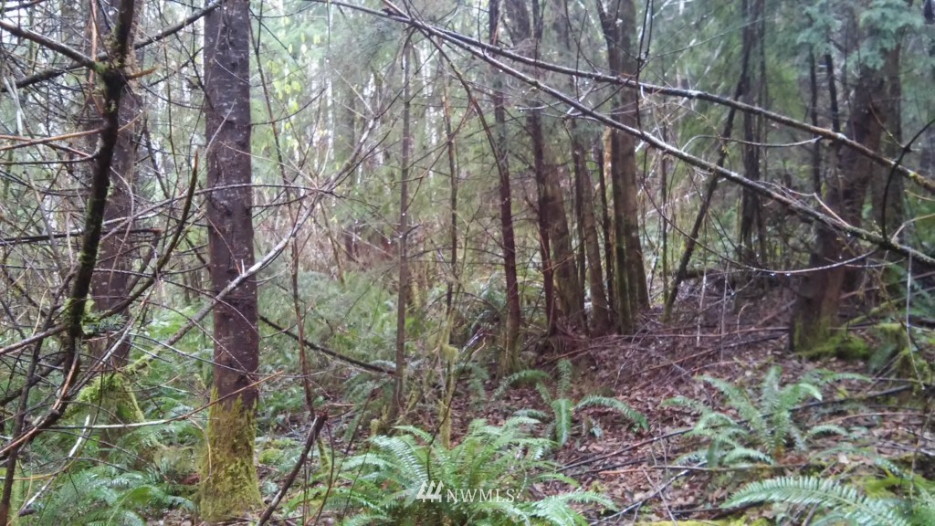 0 Logging Road Aberdeen, WA 98520 - Photo 4 of 9 Gallery Image 4