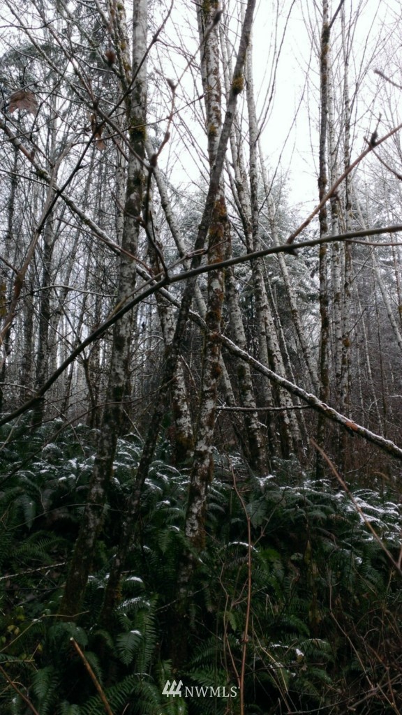 0 Logging Road Aberdeen, WA 98520 - Photo 5 of 9 Gallery Image 5