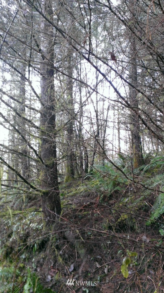 0 Logging Road Aberdeen, WA 98520 - Photo 7 of 9 Gallery Image 7