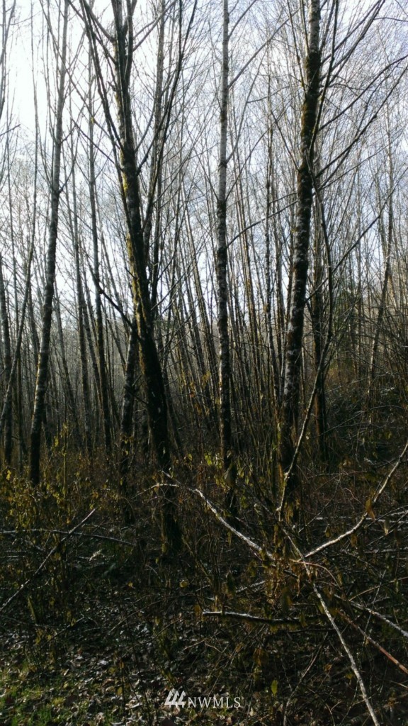 0 Logging Road Aberdeen, WA 98520 - Photo 8 of 9 Gallery Image 8