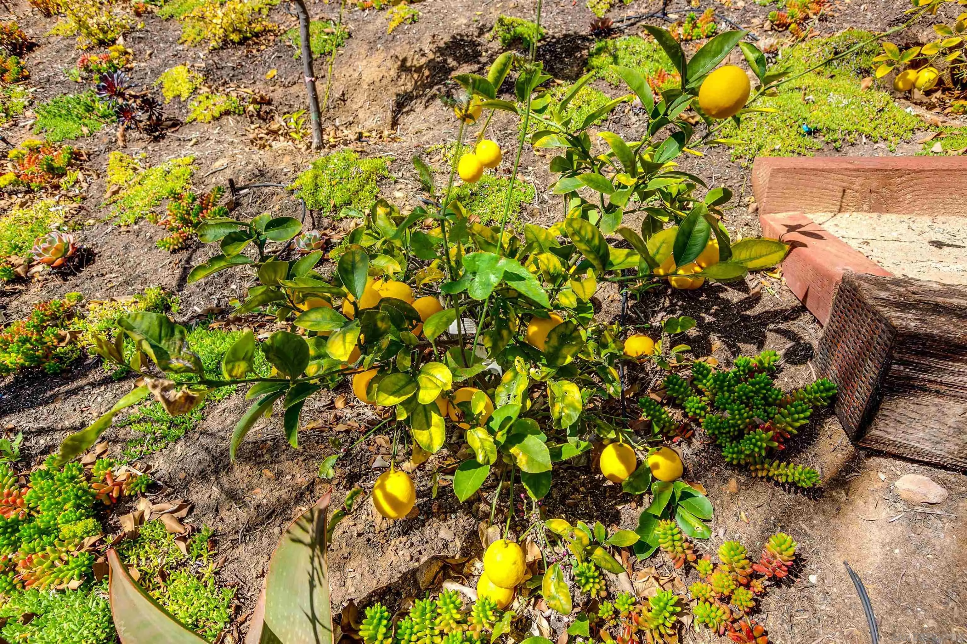 1460 Ravean Court Encinitas, CA 92024 - Photo 39 of 48 a view of a tree with a plant in front of it