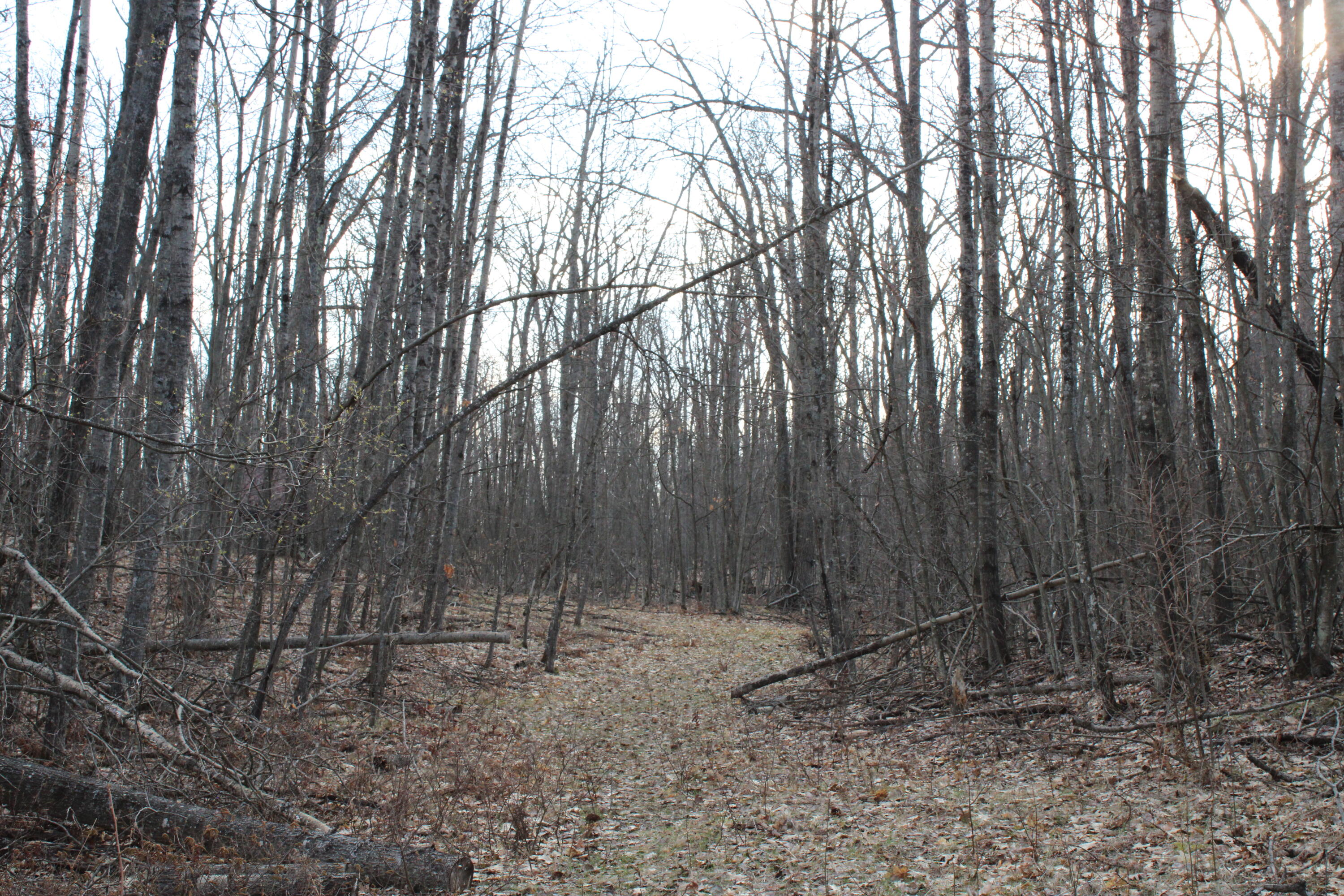 1 Hardy Grade Road Curran, MI 48728 - Photo 15 of 18 IMG_7846