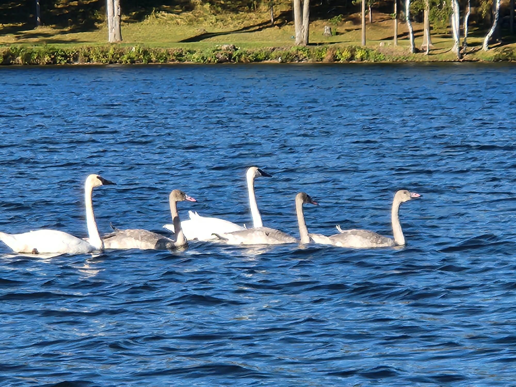 6324 Wilderness Road Pequot Lakes, MN 56472 - Photo 64 of 73