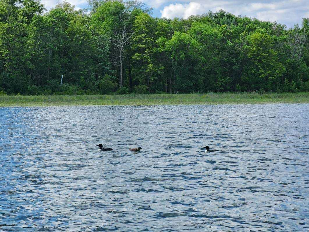 6324 Wilderness Road Pequot Lakes, MN 56472 - Photo 65 of 73