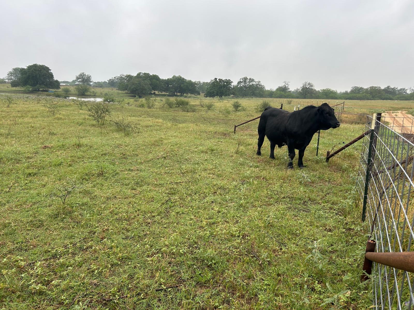 957 Johnson Farms Road Harwood, TX 78632 - Photo 11 of 15 Expansive green pastureland with scattered brush and trees
