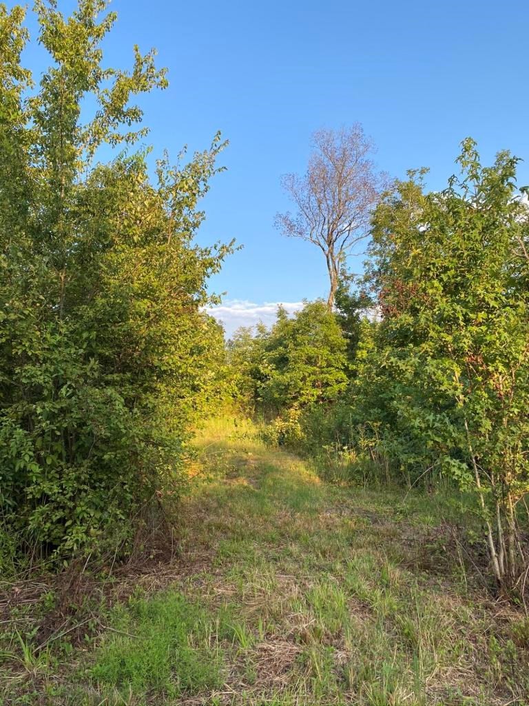 182 County Road 65 Riceville, TN 37370 - Photo 12 of 37 Gallery Image 12