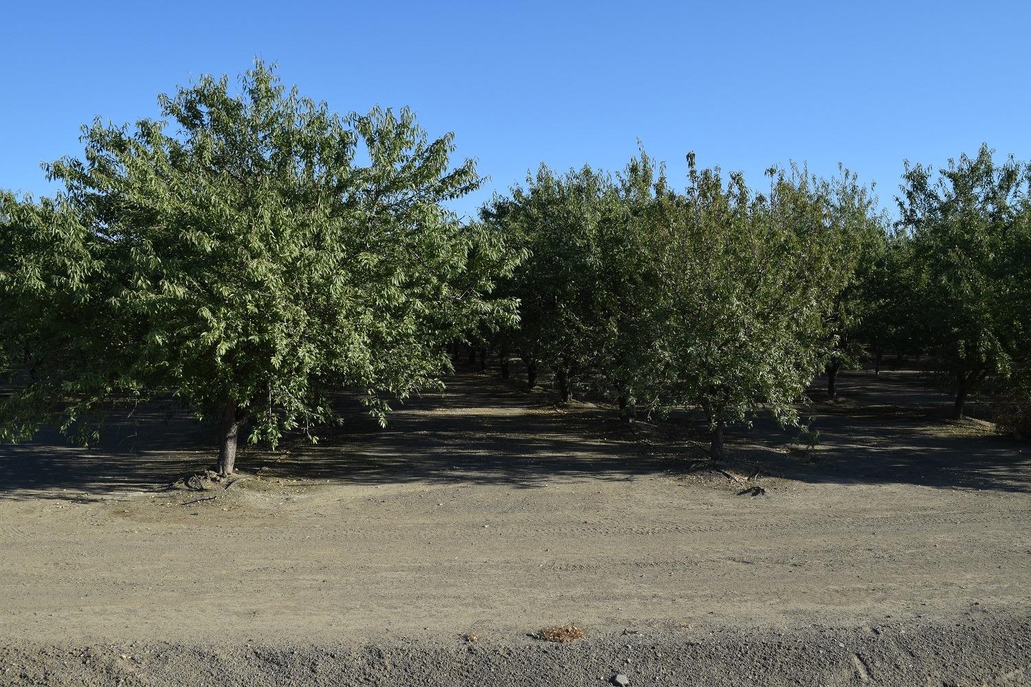 863 Wildwood Road Arbuckle, CA 95912 - Photo 2 of 14 a view of outdoor space and yard
