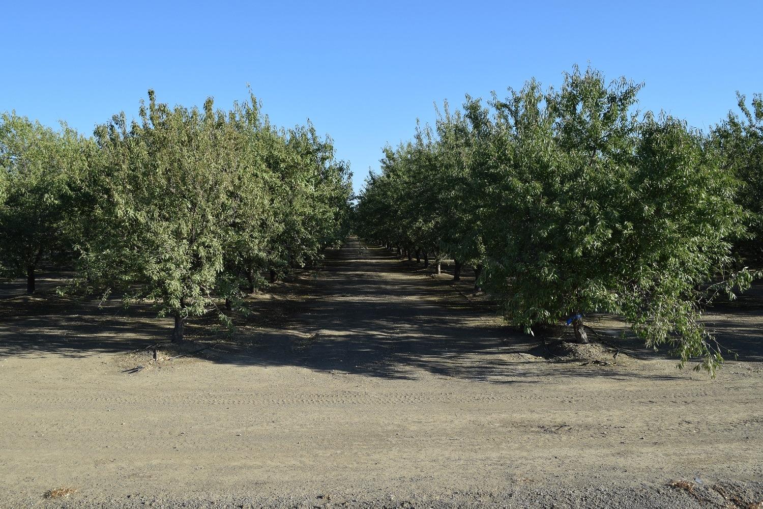 863 Wildwood Road Arbuckle, CA 95912 - Photo 3 of 14 a view of outdoor space