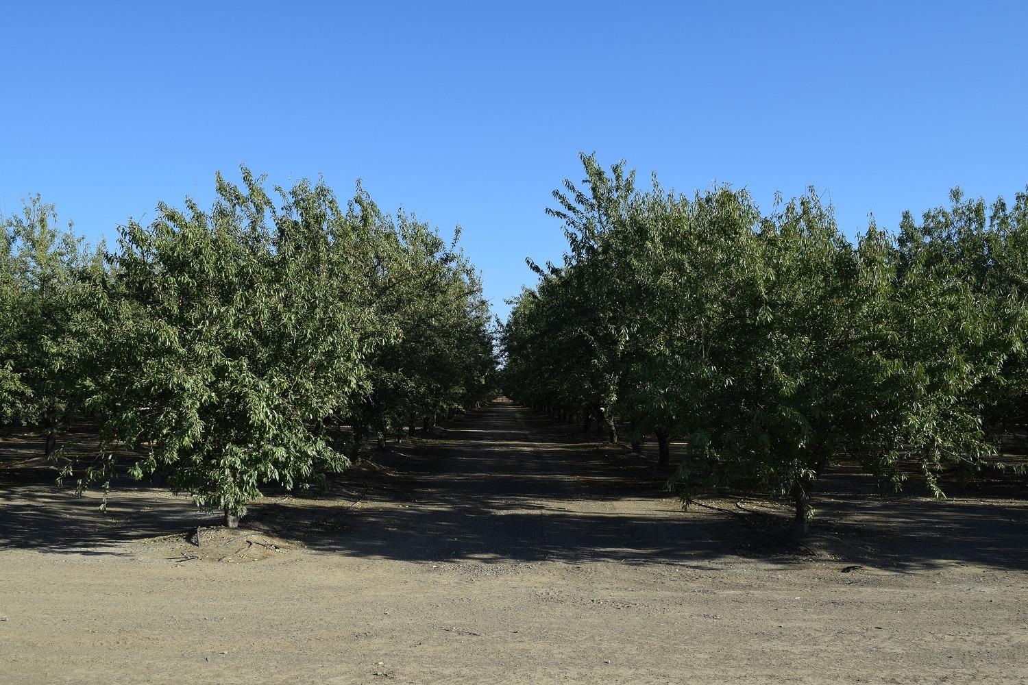 863 Wildwood Road Arbuckle, CA 95912 - Photo 4 of 14 a backyard of a house with lots of green space