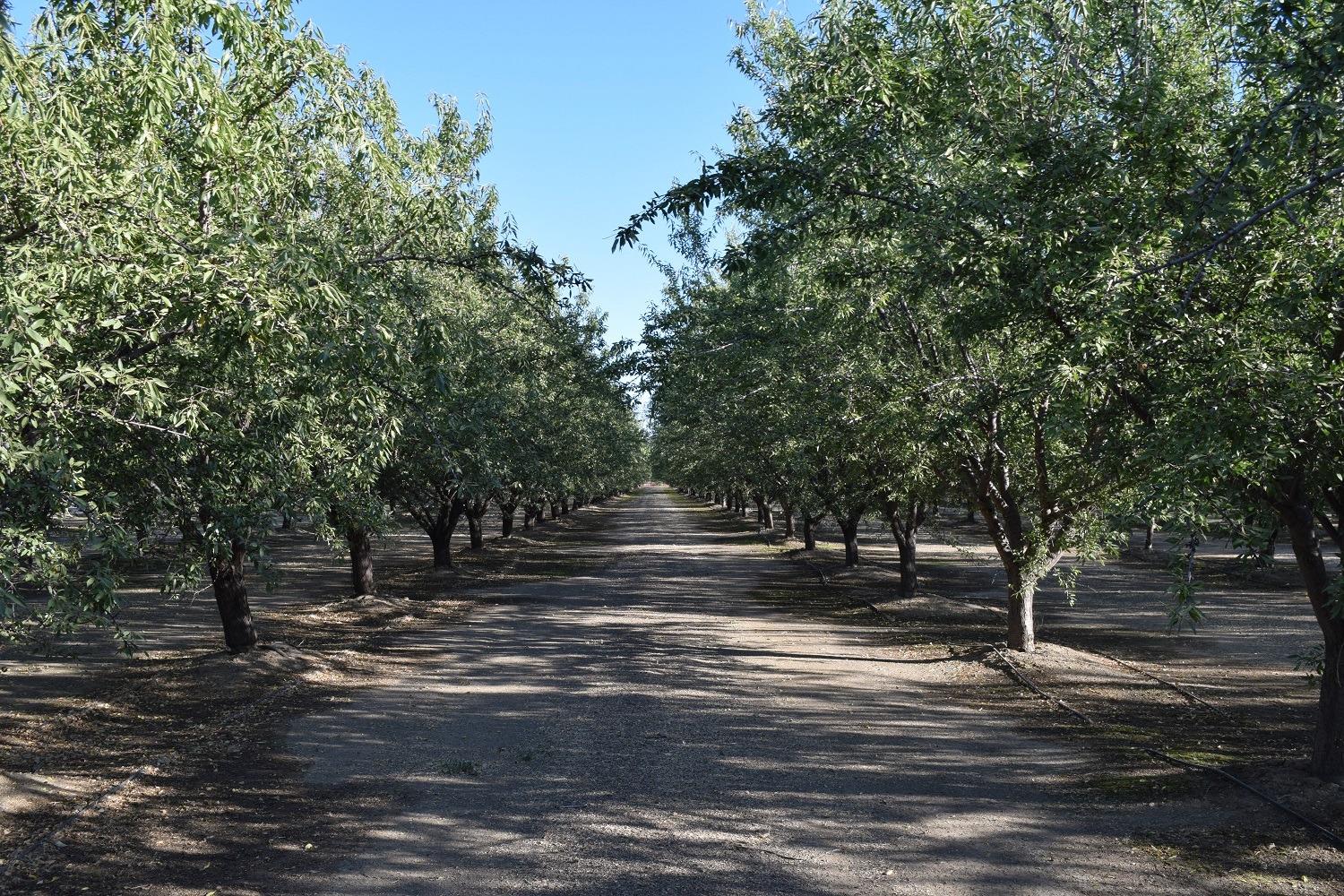 863 Wildwood Road Arbuckle, CA 95912 - Photo 5 of 14 a view of street with trees