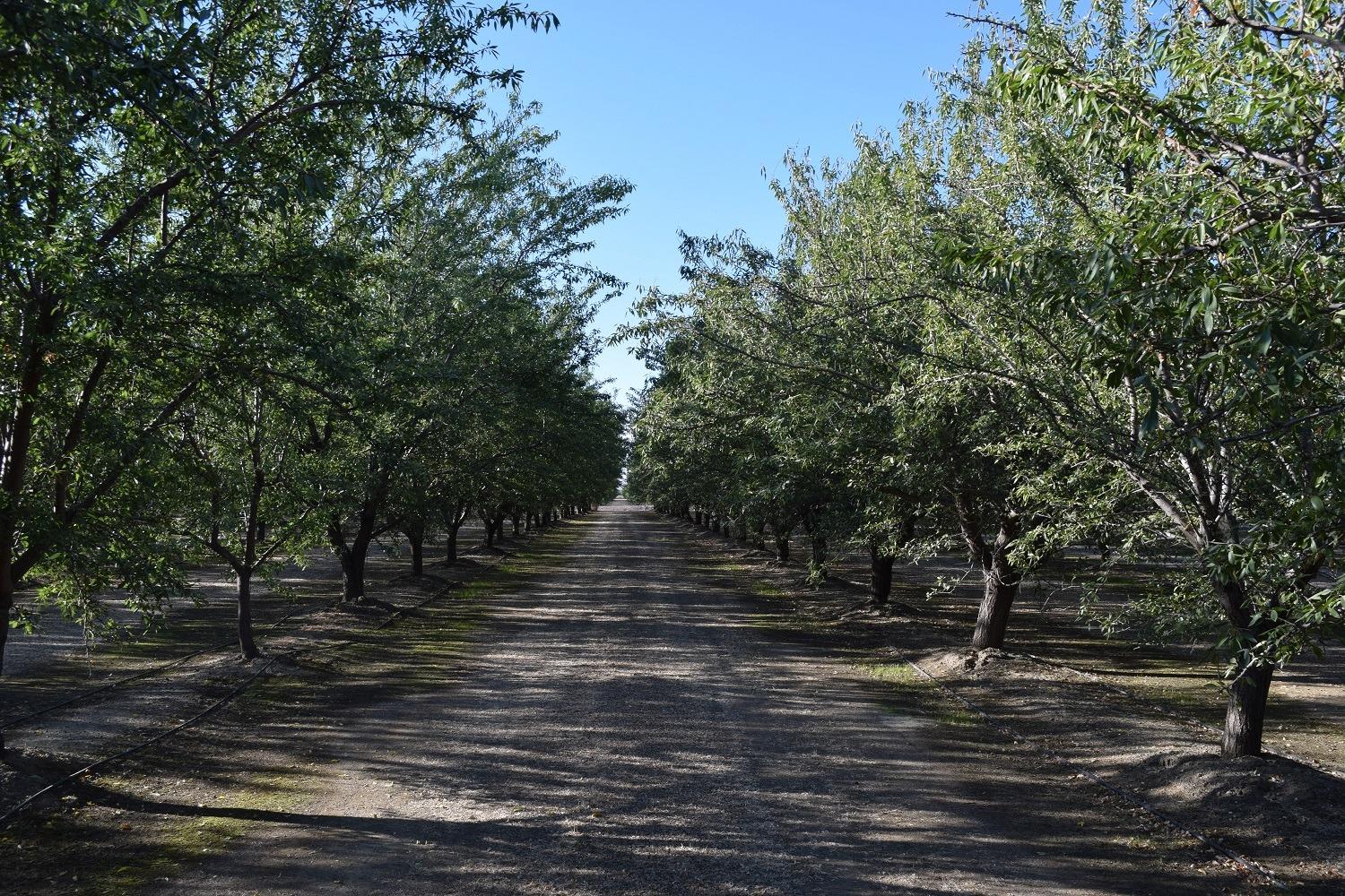 863 Wildwood Road Arbuckle, CA 95912 - Photo 6 of 14 a view of a yard with trees