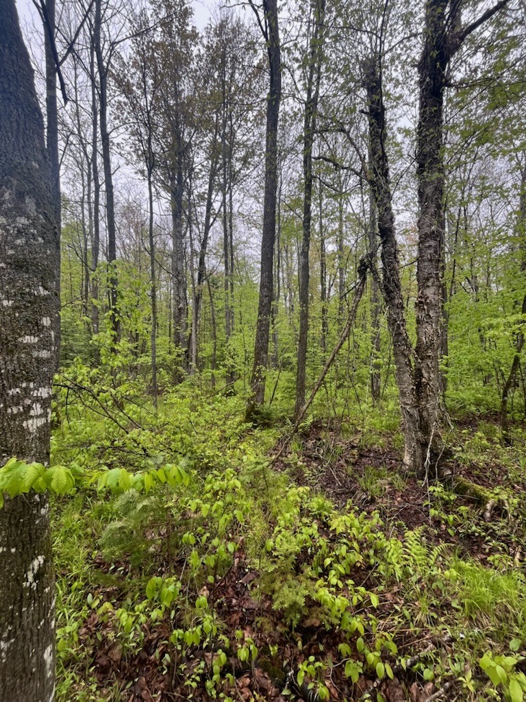 Lot 2 Delap Lane Couderay, WI 54828 - Photo 8 of 14