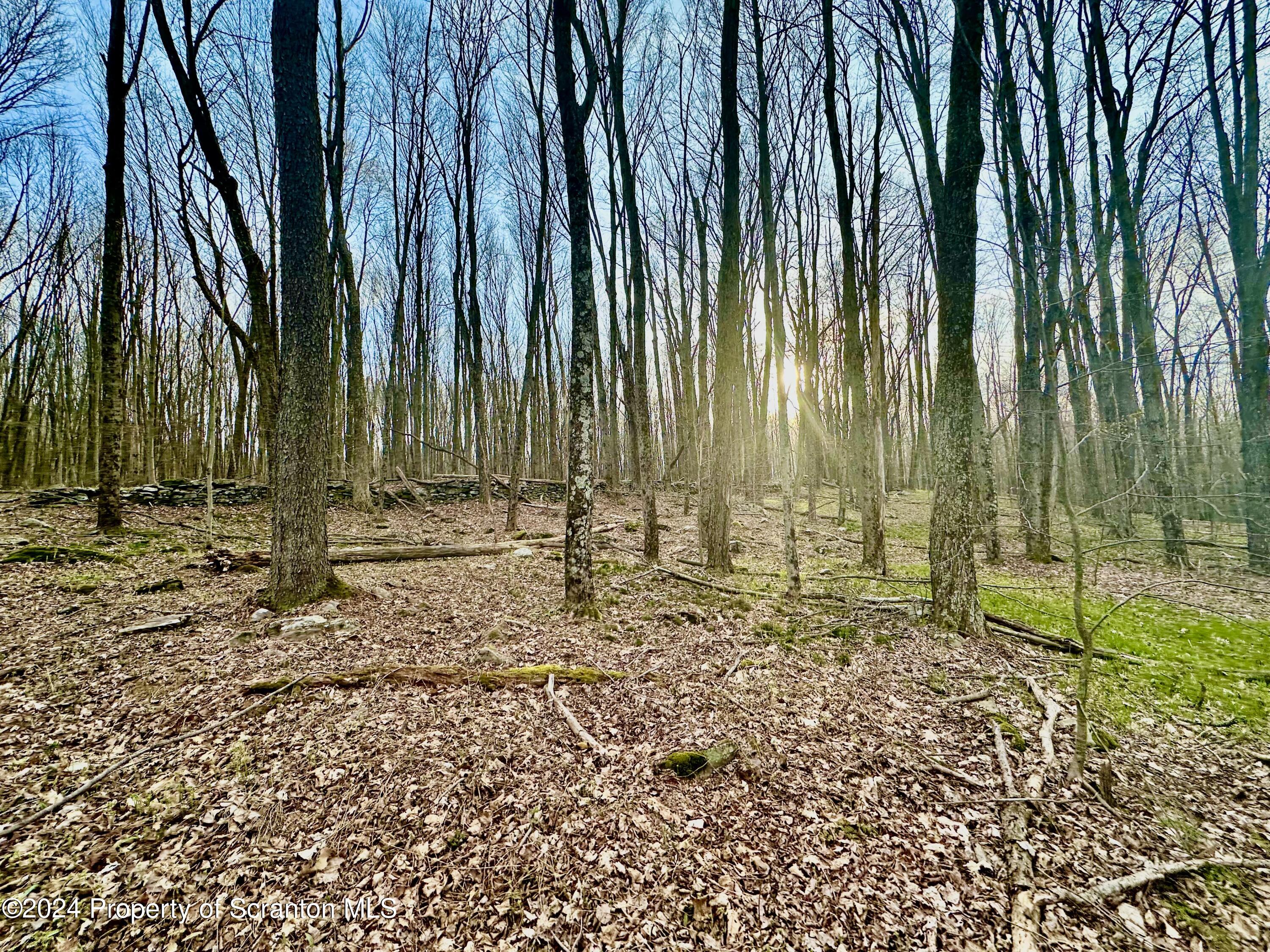355 Bird Road Moscow, PA 18444 - Photo 8 of 10 a view of outdoor space with trees