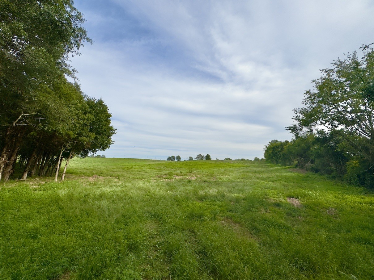 1 Shelbyville Road Morrison, TN 37357 - Photo 5 of 6 a view of a big yard with a large tree