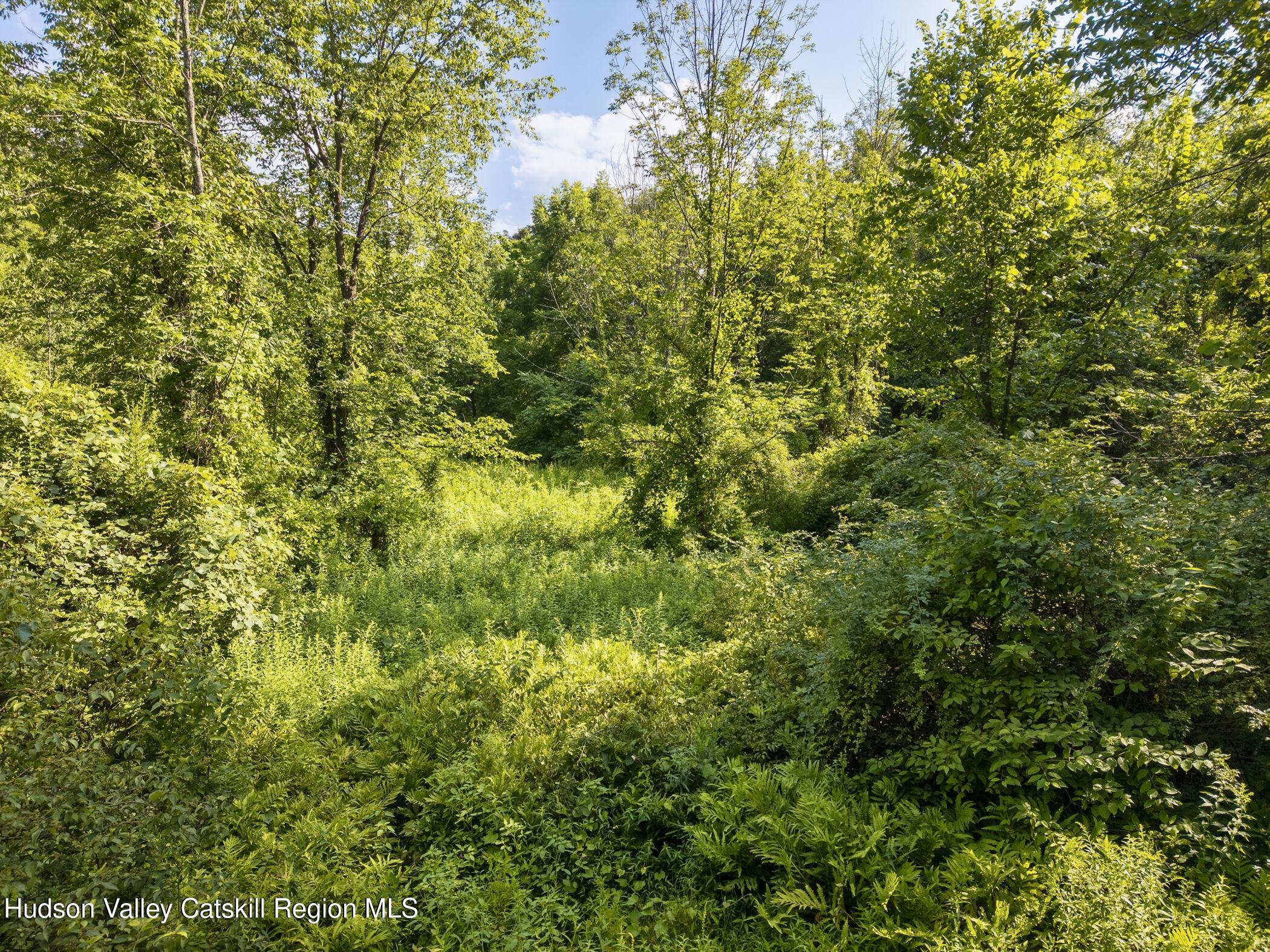 Tbd Cooper Street Stone Ridge, NY 12484 - Photo 18 of 28 a view of a lush green forest with large trees