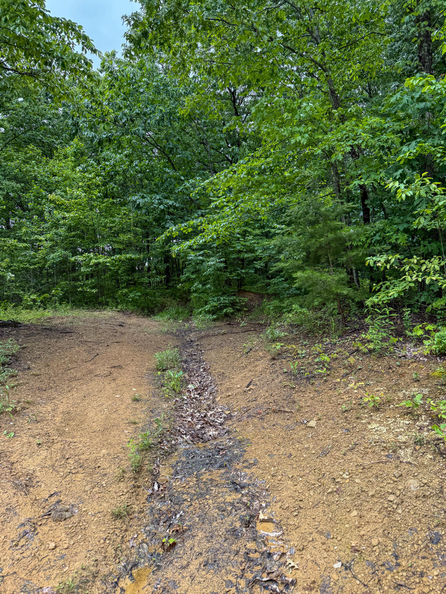 0 Cooper Ridge Road Wallingford, KY 41093 - Photo 15 of 16 Wooded acreage featuring mature trees and a natural dirt path
