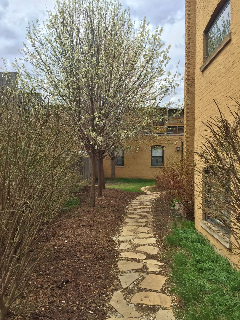 4722 North Malden Street Chicago, IL 60640 - Photo 37 of 42 a view of a yard with plants and a large tree