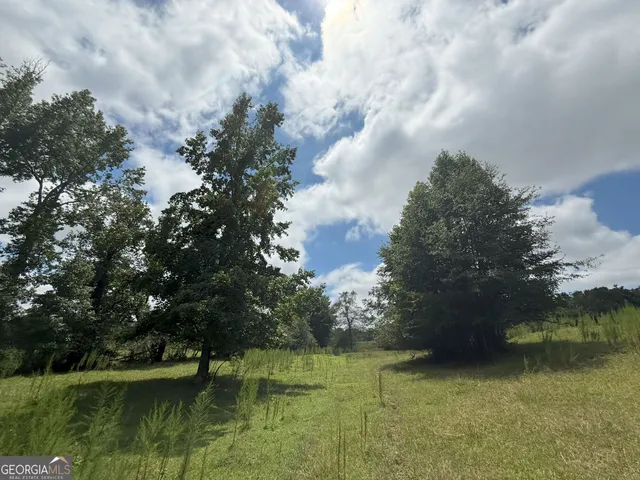 a view of a forest with trees in the background
