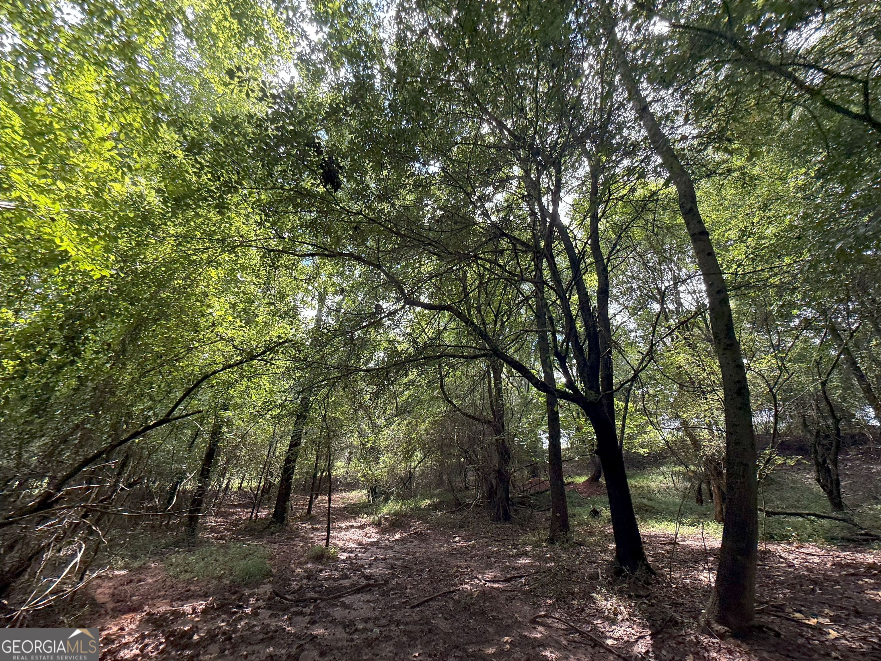 9 Red Rose Road Nicholson, GA 30565 - Photo 15 of 65 a view of a forest with trees in the background