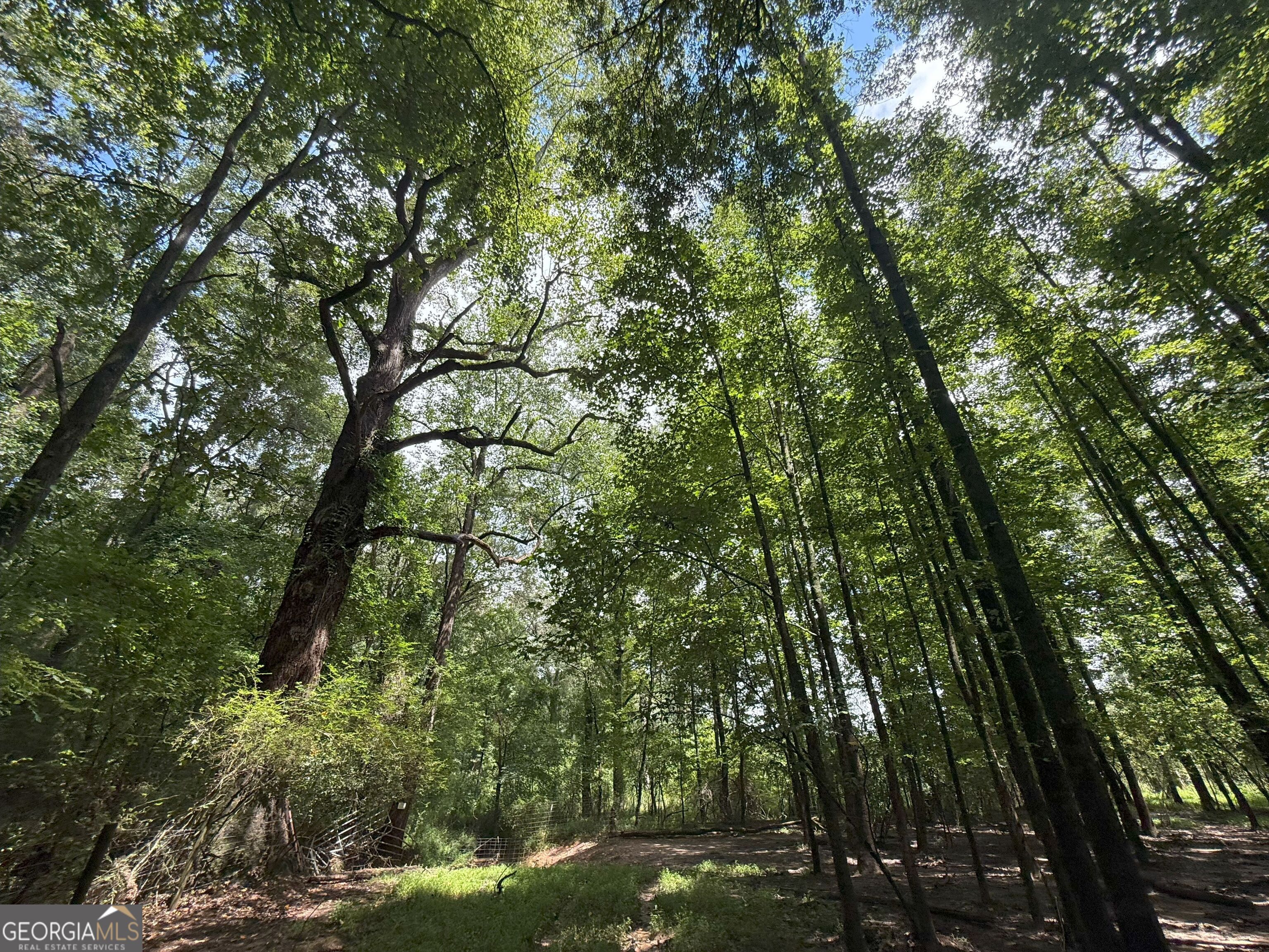 9 Red Rose Road Nicholson, GA 30565 - Photo 19 of 65 a view of forest