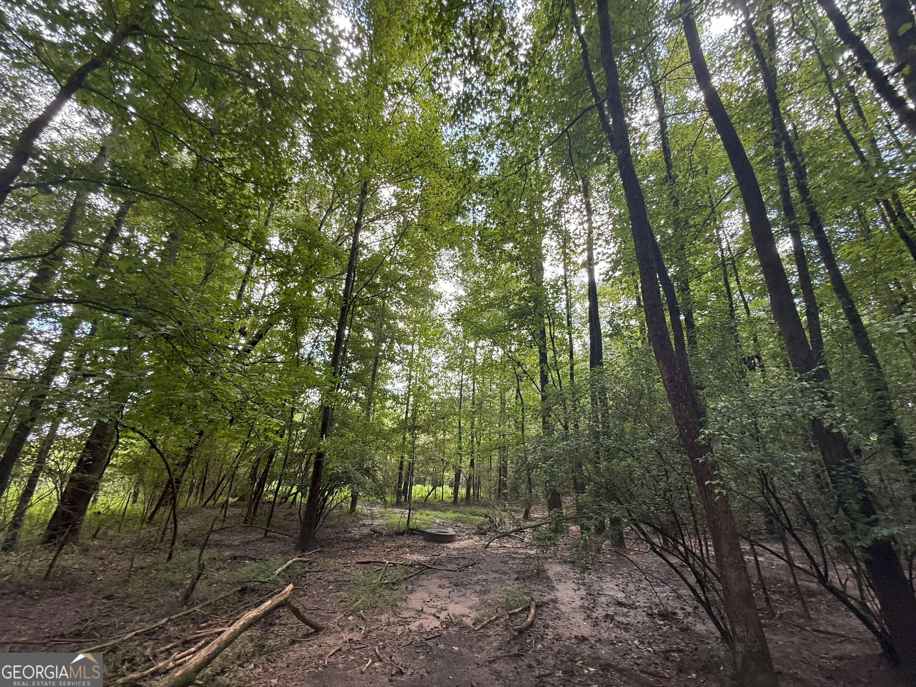 9 Red Rose Road Nicholson, GA 30565 - Photo 25 of 65 a view of a forest with trees