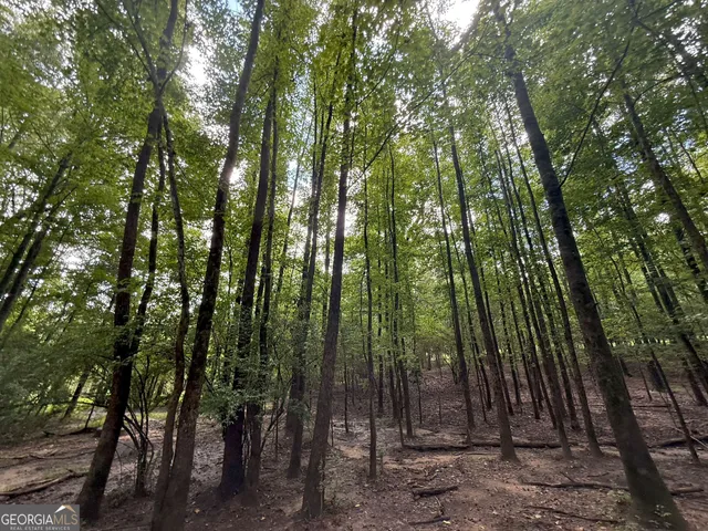 a view of a forest with trees in the background
