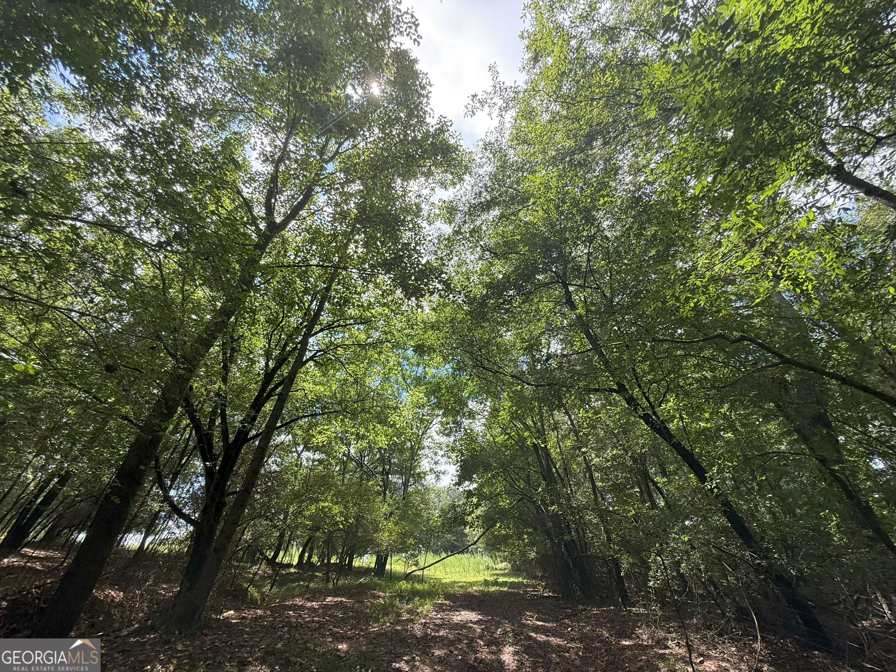 9 Red Rose Road Nicholson, GA 30565 - Photo 34 of 65 a backyard of a house with lots of trees