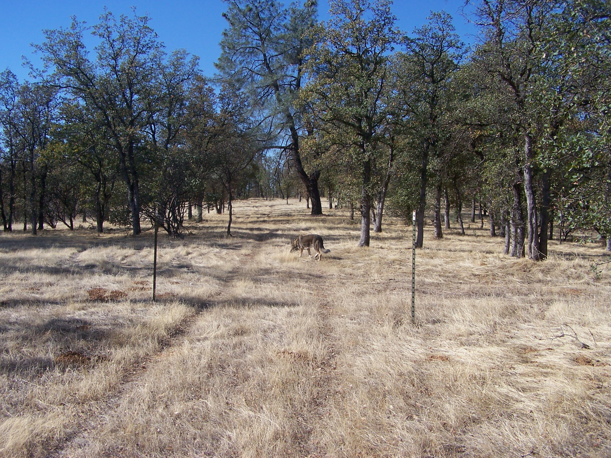 Panther Road Anderson, CA 96022 - Photo 34 of 41 Southwest line looking west