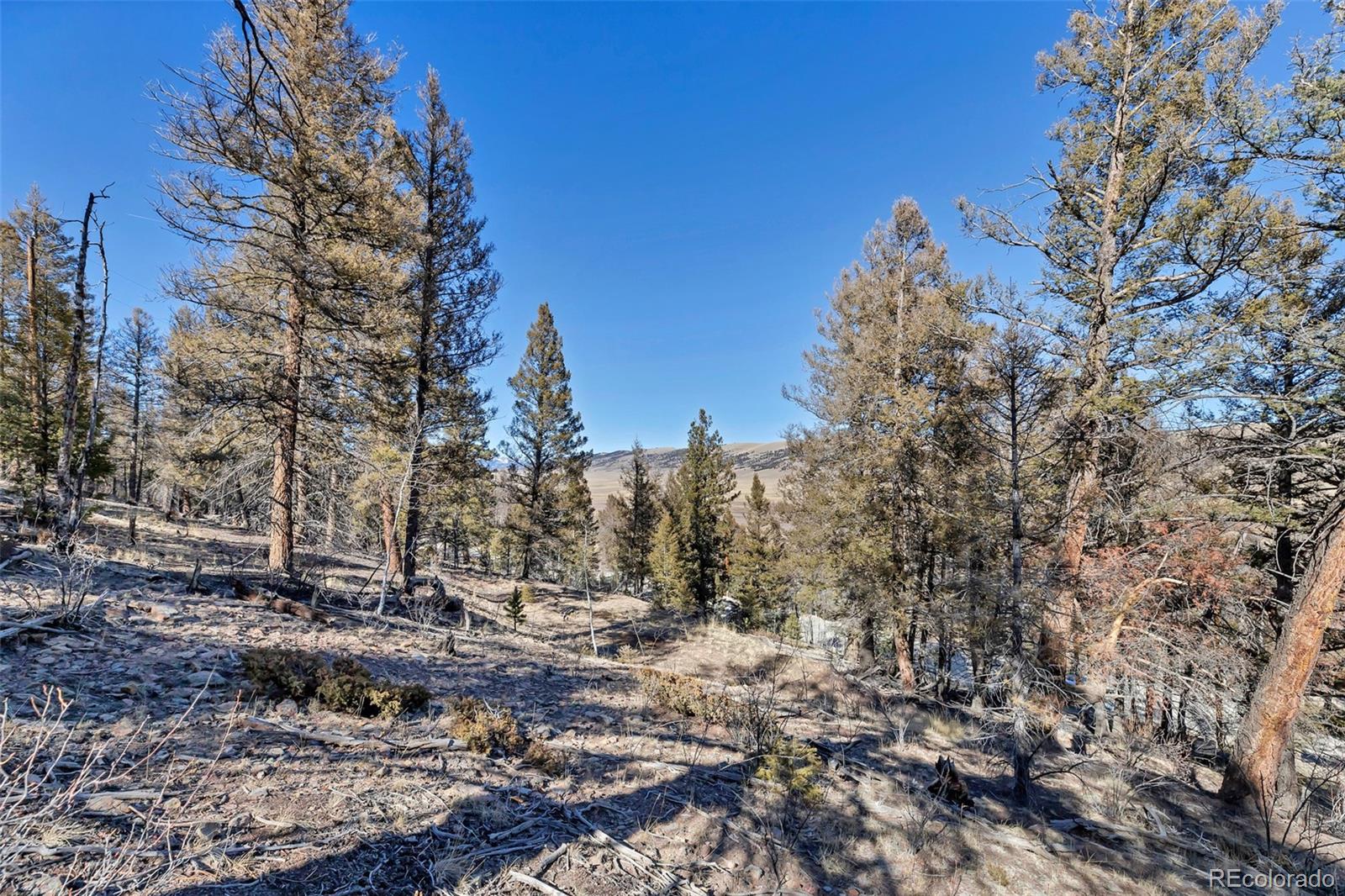 1467 Redhill Road Fairplay, CO 80440 - Photo 5 of 10 a view of covered with trees