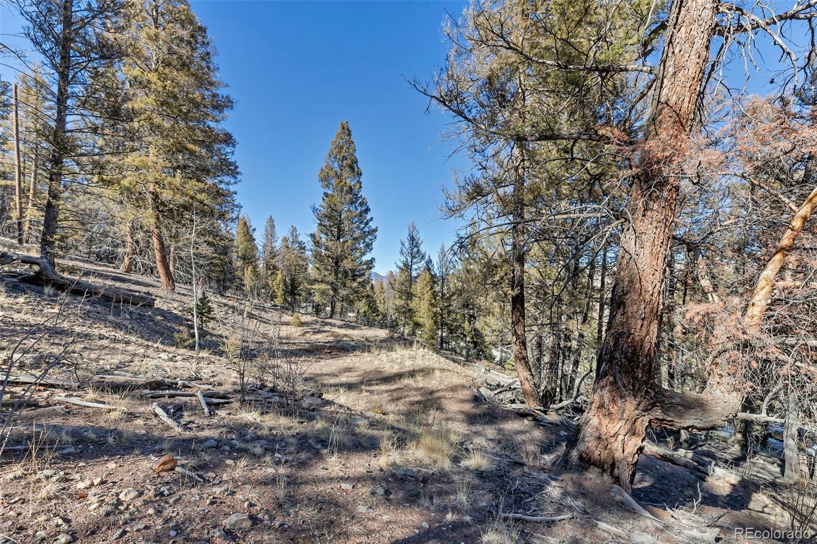 1467 Redhill Road Fairplay, CO 80440 - Photo 6 of 10 a view of a yard with lots of trees