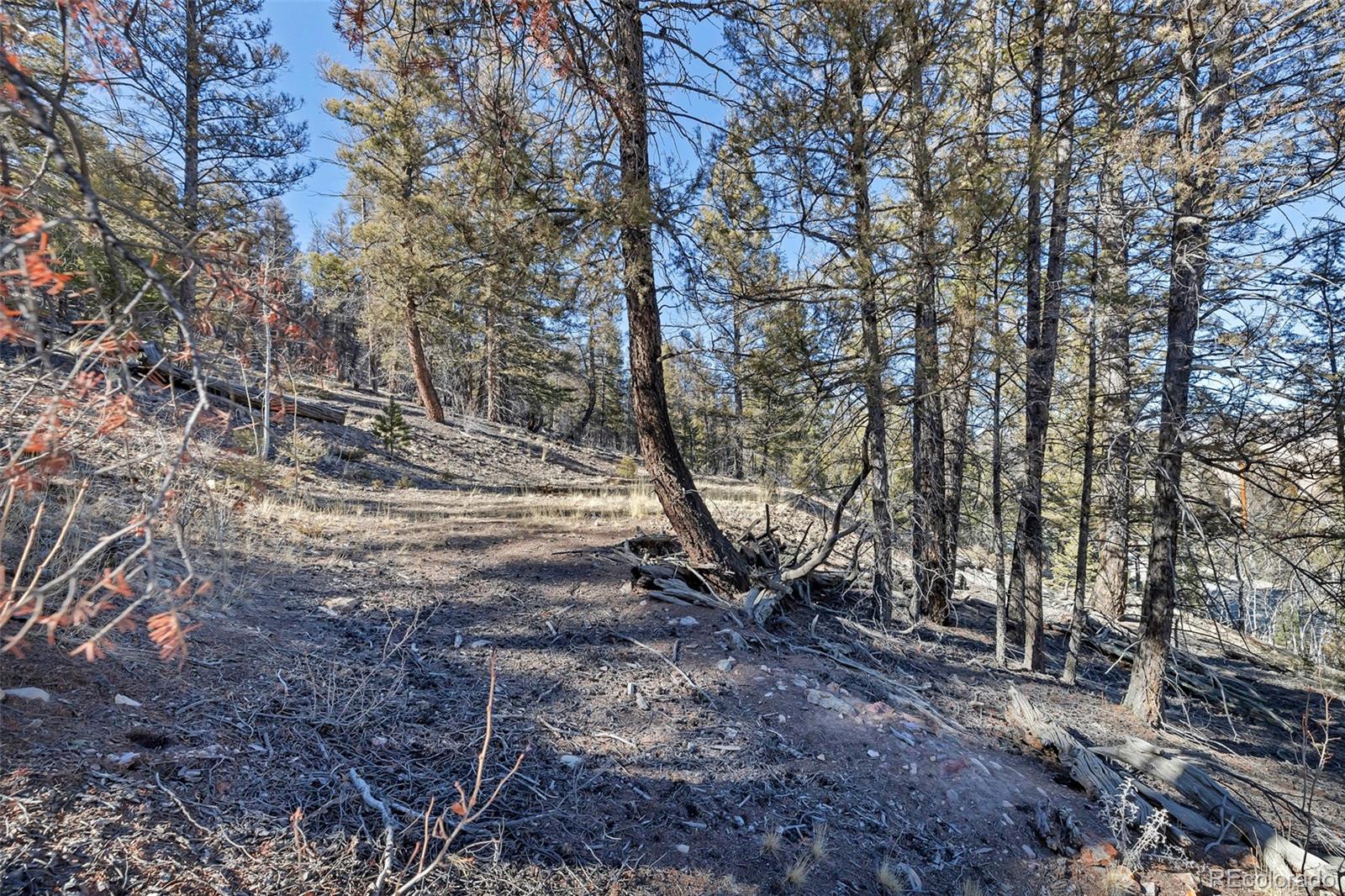 1467 Redhill Road Fairplay, CO 80440 - Photo 7 of 10 a view of dirt yard with large trees