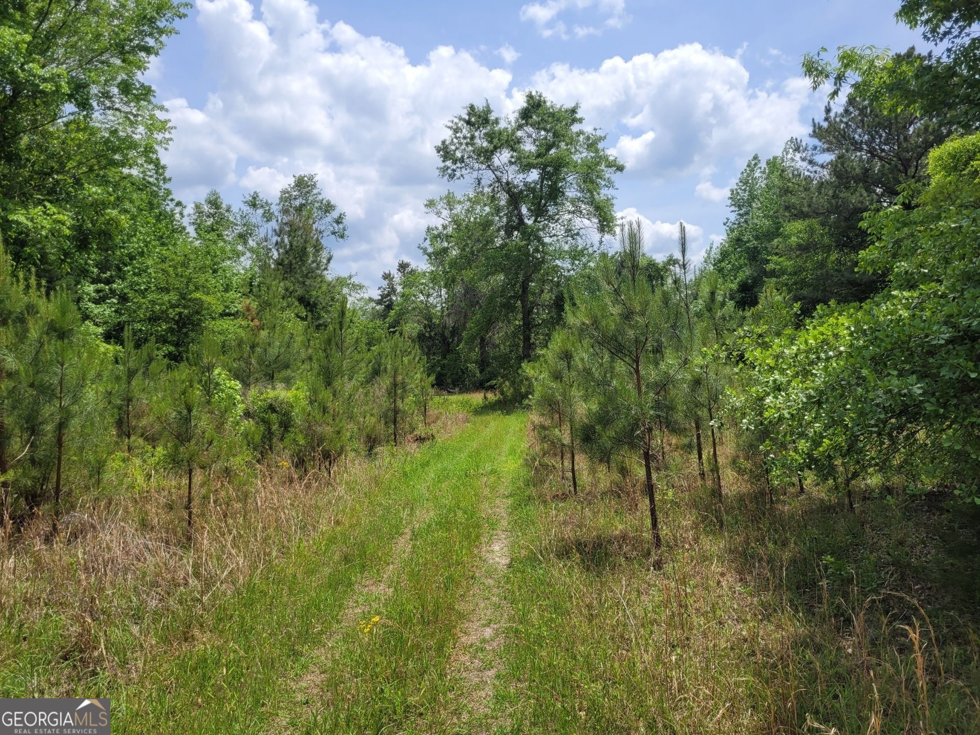 0 Liberty Grove Church Road Wrightsville, GA 31096 - Photo 11 of 46 a view of a garden